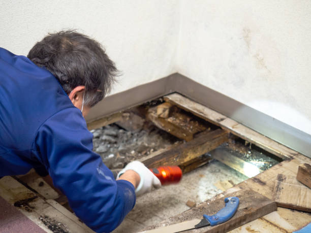 Why You Should Choose Our Mold Remediation Services in Eleele, HI